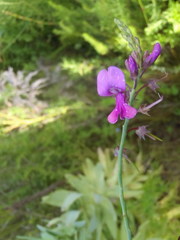Indigofera filifolia