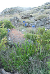 Agapanthus inapertus