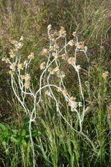 Pseudognaphalium thermale