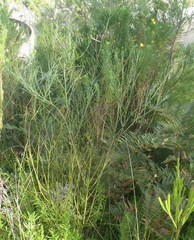 Indigofera filifolia