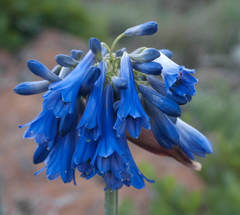 Agapanthus inapertus