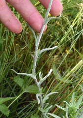 Pseudognaphalium thermale