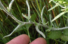 Pseudognaphalium thermale