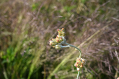 Pseudognaphalium thermale