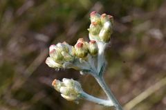 Pseudognaphalium thermale