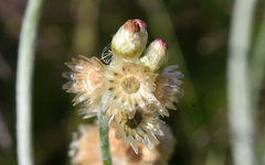 Pseudognaphalium thermale