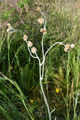 Pseudognaphalium thermale