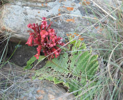 Streptocarpus dunnii