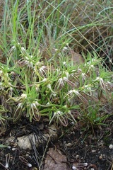 Brachystelma circinatum