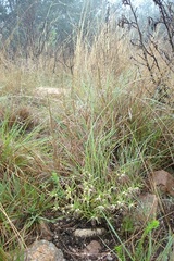 Brachystelma circinatum