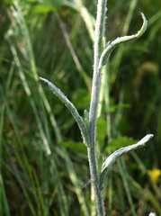 Pseudognaphalium thermale