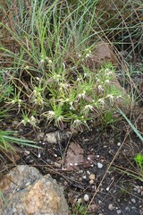 Brachystelma circinatum