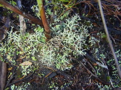Cladonia subpungens