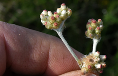 Pseudognaphalium thermale