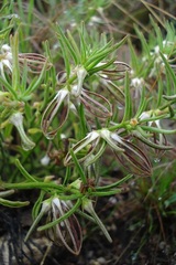 Brachystelma circinatum