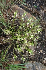Brachystelma circinatum