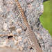 Lygodactylus ocellatus ocellatus - Photo (c) Gerhard Diedericks, algunos derechos reservados (CC BY-NC), subido por Gerhard Diedericks