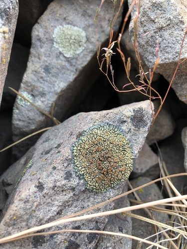 iNaturalist observation photo of Shield Lichens, Sunburst Lichens, Rosette Lichens, and Allies