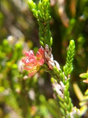 Exobasidium cassiopes