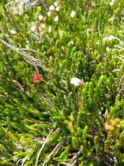 Exobasidium cassiopes