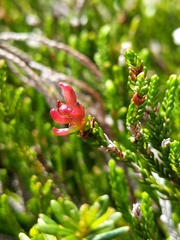 Exobasidium cassiopes
