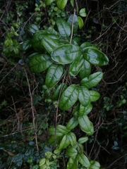 Boquila trifoliolata