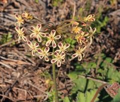 Pelargonium lobatum