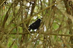 Pyriglena leucoptera