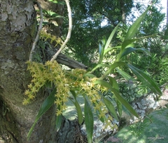 Tridactyle bicaudata bicaudata