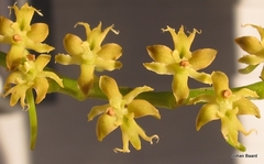 Tridactyle bicaudata bicaudata