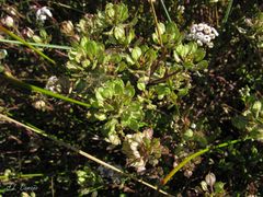 Iberis procumbens procumbens