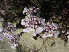 Iberis procumbens procumbens