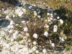 Iberis procumbens procumbens