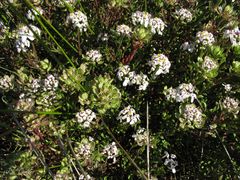 Iberis procumbens procumbens