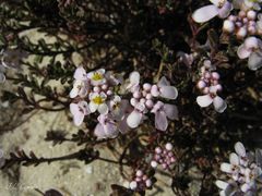 Iberis procumbens procumbens