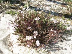 Iberis procumbens procumbens
