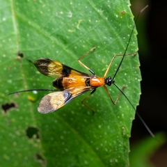 Hiranetis