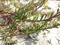 Iberis procumbens procumbens
