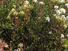 Iberis procumbens procumbens