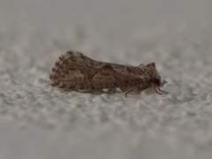 Acrolophus variabilis