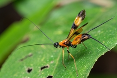 Hiranetis