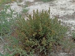 Frankenia gypsophila