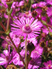 Oscularia cedarbergensis