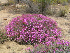 Oscularia cedarbergensis