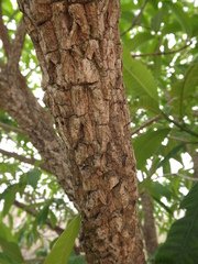 Tabernaemontana elegans