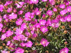Oscularia cedarbergensis
