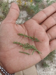 Frankenia gypsophila