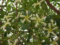 Tabernaemontana elegans