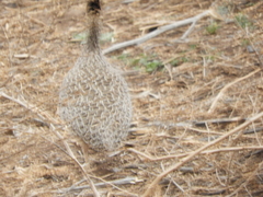 Nothoprocta cinerascens