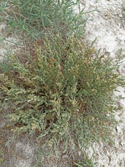 Frankenia gypsophila